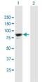 PAX Interacting Protein 1 antibody, H00022976-B01P, Novus Biologicals, Western Blot image 