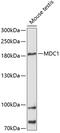 Mediator Of DNA Damage Checkpoint 1 antibody, 14-592, ProSci, Western Blot image 