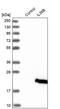 Interleukin 36 Beta antibody, PA5-57358, Invitrogen Antibodies, Western Blot image 