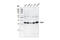 Apurinic/Apyrimidinic Endodeoxyribonuclease 1 antibody, 4128S, Cell Signaling Technology, Western Blot image 