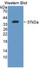 Torsin Family 1 Member A antibody, LS-C374887, Lifespan Biosciences, Western Blot image 