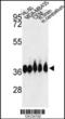 POU Class 4 Homeobox 3 antibody, LS-B11574, Lifespan Biosciences, Western Blot image 