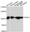 Piwi Like RNA-Mediated Gene Silencing 4 antibody, LS-C748260, Lifespan Biosciences, Western Blot image 