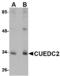 CUE Domain Containing 2 antibody, MBS150743, MyBioSource, Western Blot image 