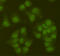 Sirtuin 6 antibody, M00611-2, Boster Biological Technology, Western Blot image 