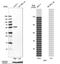 HID1 Domain Containing antibody, NBP1-84075, Novus Biologicals, Western Blot image 