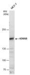 Lysine Demethylase 5B antibody, PA5-35905, Invitrogen Antibodies, Western Blot image 