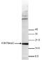 Histone H3 antibody, TA347164, Origene, Western Blot image 