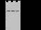 ELL-associated factor 2 antibody, 202579-T40, Sino Biological, Western Blot image 