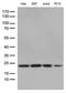 RBM8A antibody, LS-C796373, Lifespan Biosciences, Western Blot image 