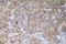 CPN1 antibody, LS-C177244, Lifespan Biosciences, Immunohistochemistry frozen image 