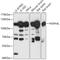 Heat Shock Protein Family A (Hsp70) Member 4 Like antibody, 18-019, ProSci, Western Blot image 