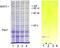 Peripherin antibody, GTX85464, GeneTex, Western Blot image 