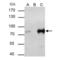 Transcription Factor 3 antibody, NBP2-20585, Novus Biologicals, Immunoprecipitation image 