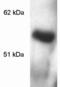 Methyl-CpG Binding Protein 2 antibody, orb375952, Biorbyt, Western Blot image 