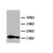 IL-4 antibody, LS-C312694, Lifespan Biosciences, Western Blot image 