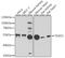 TEA Domain Transcription Factor 1 antibody, A6768, ABclonal Technology, Western Blot image 