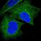 Anoctamin 3 antibody, NBP1-88546, Novus Biologicals, Immunofluorescence image 