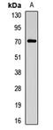 Cholinergic Receptor Nicotinic Alpha 4 Subunit antibody, orb412018, Biorbyt, Western Blot image 