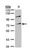 Myeloid Zinc Finger 1 antibody, NBP1-32484, Novus Biologicals, Western Blot image 