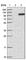 TRNA Methyltransferase 1 Like antibody, HPA026728, Atlas Antibodies, Western Blot image 