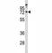 Myelin Associated Glycoprotein antibody, F51385-0.4ML, NSJ Bioreagents, Western Blot image 