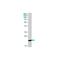 Cathelicidin antibody, MA5-18048, Invitrogen Antibodies, Western Blot image 