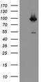 CD31 antibody, TA504841BM, Origene, Western Blot image 