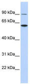 ATL3 antibody, TA341979, Origene, Western Blot image 