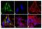 Huntingtin antibody, 710695, Invitrogen Antibodies, Immunofluorescence image 