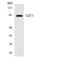 GIT ArfGAP 1 antibody, LS-C291990, Lifespan Biosciences, Western Blot image 