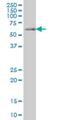 Cell Division Cycle 45 antibody, H00008318-M02, Novus Biologicals, Western Blot image 