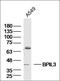Serpin Family B Member 12 antibody, orb2070, Biorbyt, Western Blot image 