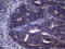 A-Kinase Interacting Protein 1 antibody, TA808486, Origene, Immunohistochemistry paraffin image 