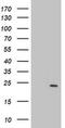 Proteasome Subunit Beta 9 antibody, MA5-25887, Invitrogen Antibodies, Western Blot image 