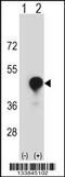 CD1c Molecule antibody, 57-038, ProSci, Western Blot image 