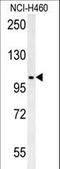 Metal transporter CNNM4 antibody, LS-C168885, Lifespan Biosciences, Western Blot image 