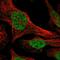 Adaptor Related Protein Complex 3 Subunit Beta 1 antibody, HPA038737, Atlas Antibodies, Immunofluorescence image 