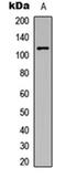 Protein Kinase D1 antibody, orb304521, Biorbyt, Western Blot image 