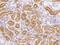 Glutamyl Aminopeptidase antibody, 200333-T10, Sino Biological, Immunohistochemistry paraffin image 