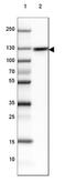 Myosin-Ib antibody, NBP2-38888, Novus Biologicals, Western Blot image 