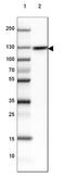 Myosin IB antibody, NBP2-38888, Novus Biologicals, Western Blot image 