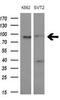 Microtubule Affinity Regulating Kinase 3 antibody, M05355, Boster Biological Technology, Western Blot image 