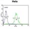 CCNG1 antibody, abx025997, Abbexa, Western Blot image 