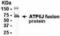 ATPase H+ Transporting V1 Subunit G1 antibody, NB110-13819, Novus Biologicals, Western Blot image 