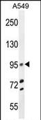 Tripartite Motif Containing 9 antibody, PA5-71588, Invitrogen Antibodies, Western Blot image 