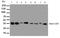 Annexin A3 antibody, LS-C312667, Lifespan Biosciences, Western Blot image 