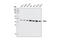 Regulator Of Chromosome Condensation 1 antibody, 5134S, Cell Signaling Technology, Western Blot image 