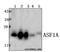 Anti-Silencing Function 1A Histone Chaperone antibody, A02926-1, Boster Biological Technology, Western Blot image 