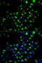 Adenylate Kinase 4 antibody, 15-003, ProSci, Immunofluorescence image 